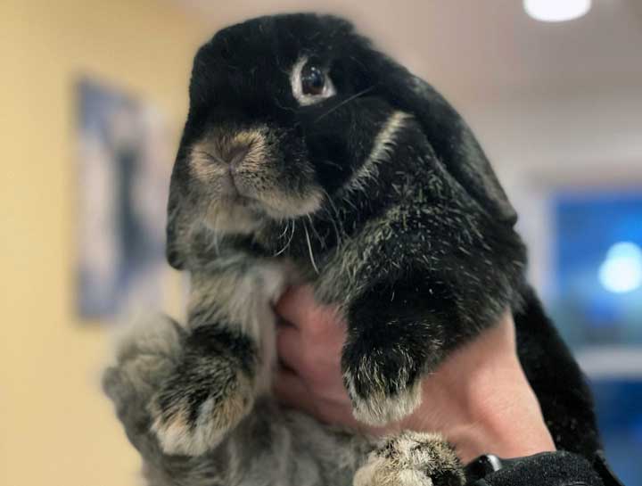 Gloucester Small Animal Hospital